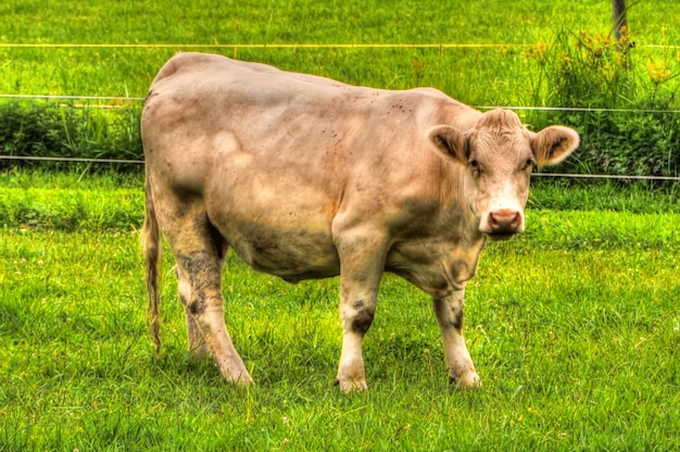 Kuh steht auf dem Gras