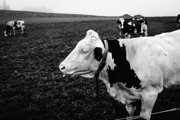 Kuh steht auf einem Feld