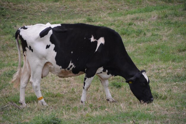 Kuh steht auf einem Feld