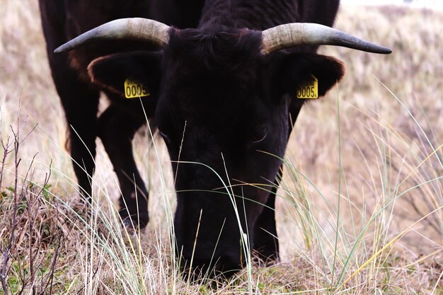 Foto kuh steht auf einem feld