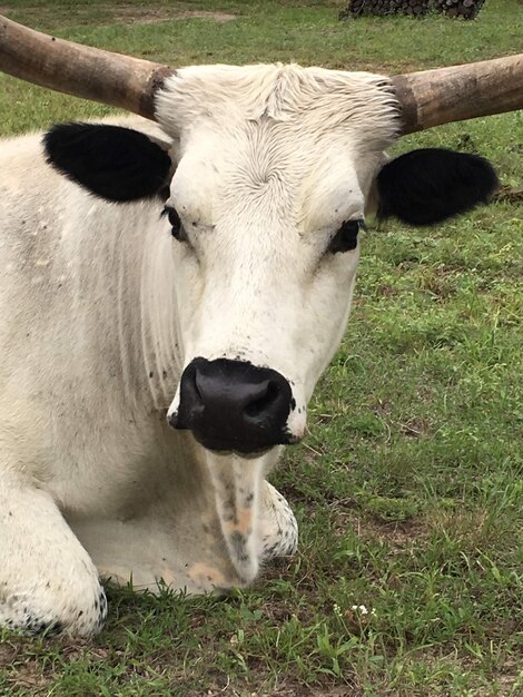 Foto kuh steht auf einem feld