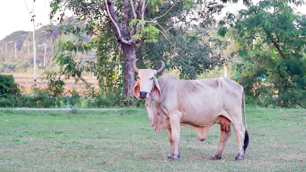 Kuh steht auf einem Feld