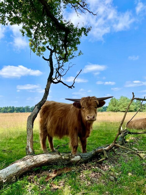 Foto kuh steht auf einem feld