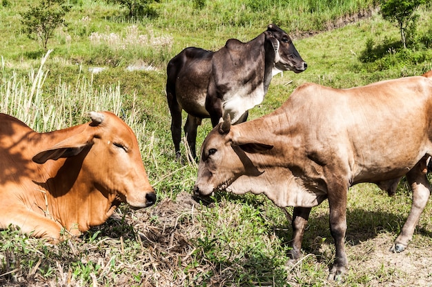 Kuh Tier Kolumbien Landwirtschaft