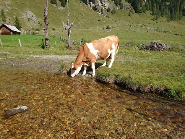 Foto kuh trinkt wasser aus dem teich