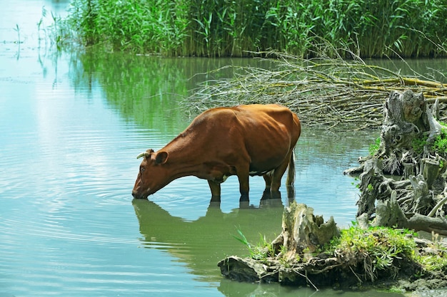 Kuh trinkt Wasser im Fluss