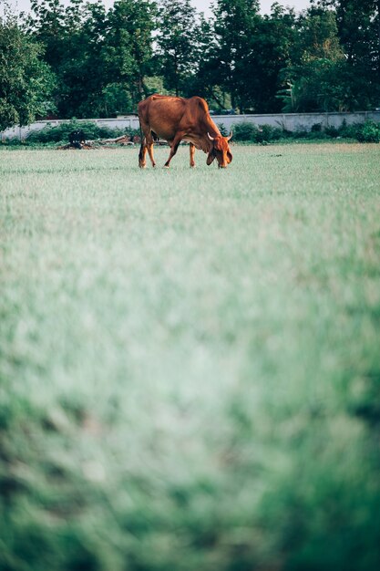 Kuh und grünes Gras