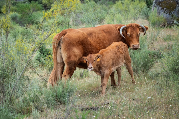 Kuh und Kalb, die auf einer Wiese weiden lassen.