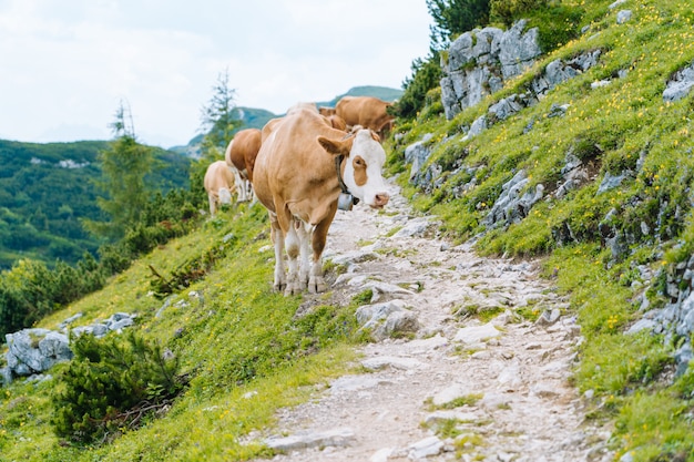 Kuh und Kalb verbringen die Sommermonate auf einer Almwiese in den Alpen. Viele Kühe auf der Weide. Österreichische Kühe auf grünen Hügeln in den Alpen. Alpenlandschaft an bewölktem sonnigem Tag. Kuh, die auf Straße durch Alpen steht.