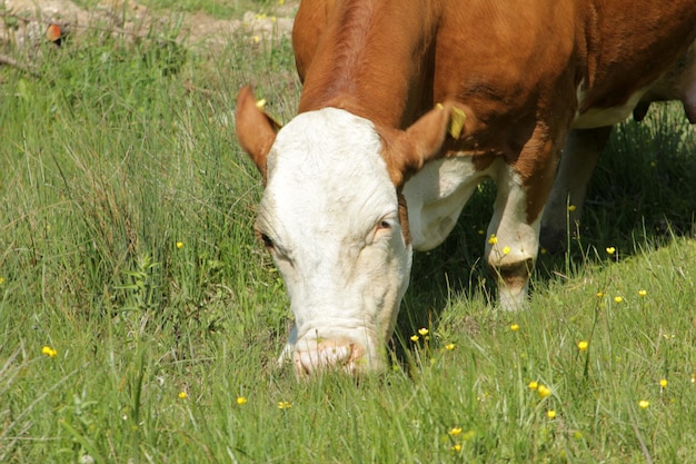 Kuh verbreitet sich in der Natur