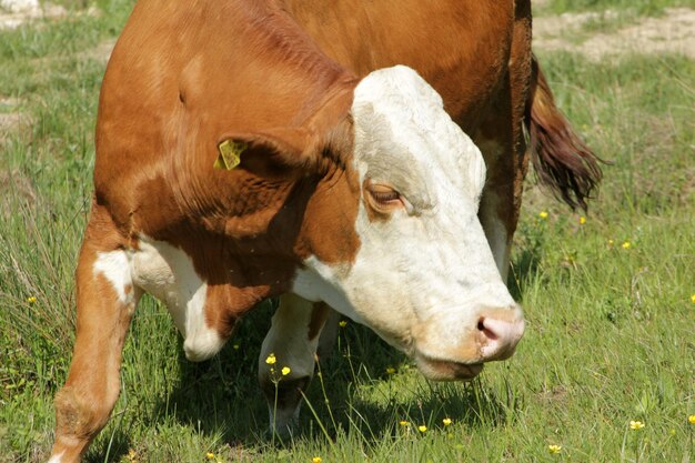 Kuh verbreitet sich in der Natur