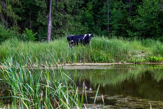Kuh weidet am Ufer des Teiches vor dem Hintergrund des Waldes.