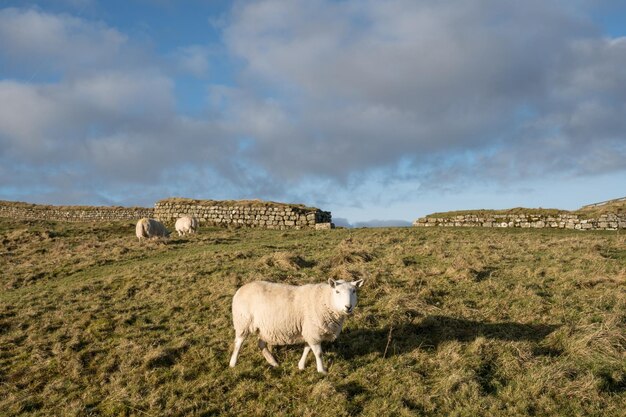 Kuh weidet auf dem Feld vor dem Himmel