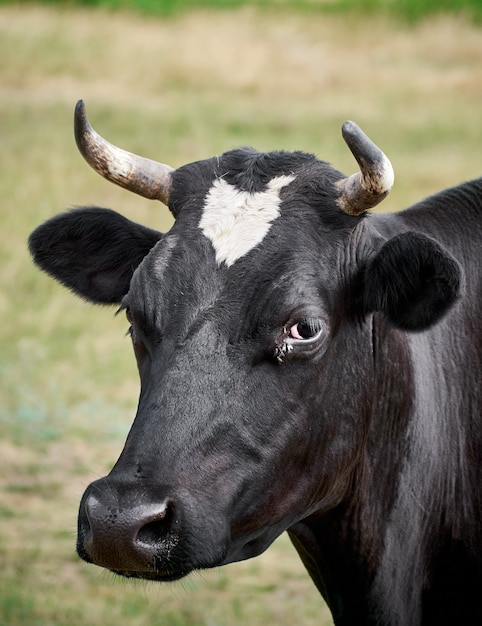 Kuh weidet auf der Weide.