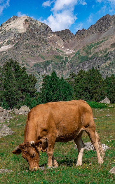Kuh weidet in den Bergen der Pyrenäen von Aragon in Spanien Vertikales Bild für Mobiltelefone