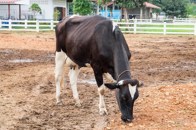 Kuh weiß schwarz gebogen frisst auf dem Feld