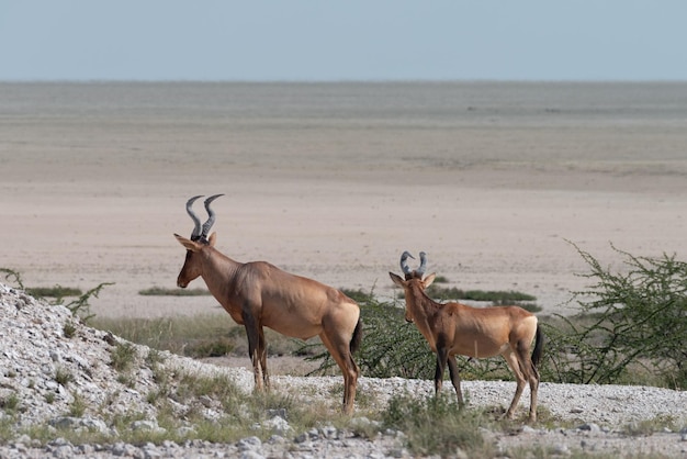 Foto kuhantilopen mit blick auf die etosha-pfanne