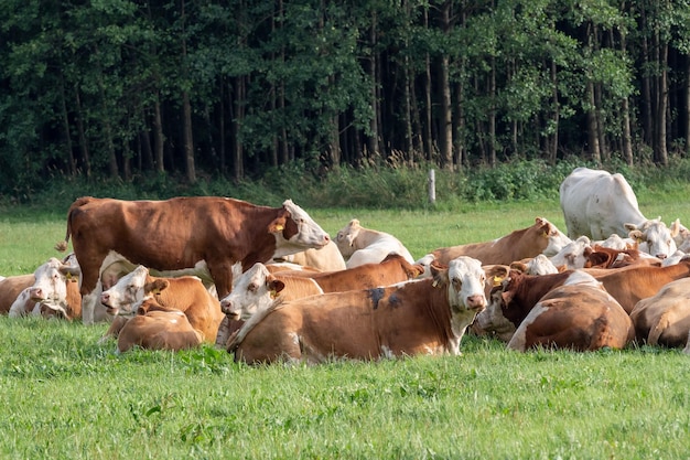 Kuhherde auf der grünen Wiese im Sommer