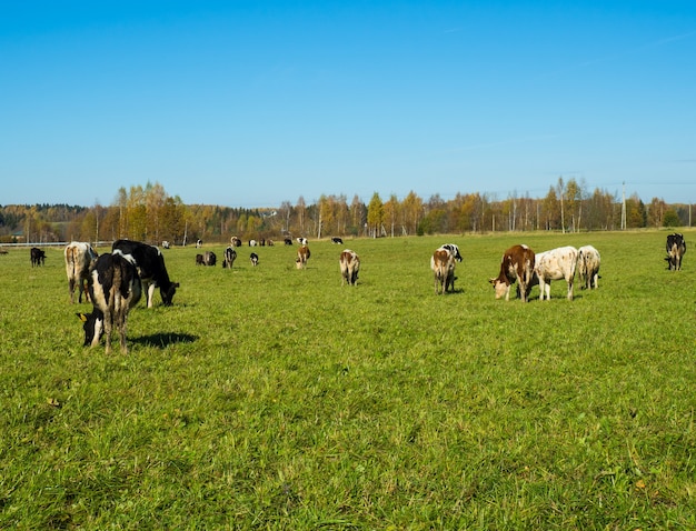 Kuhherde grasen auf der herbstlichen grünen Wiese