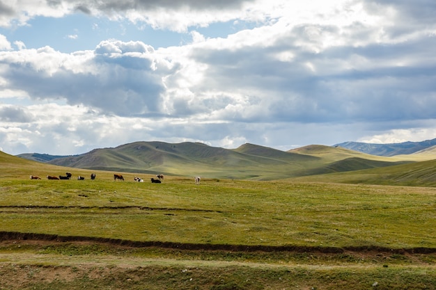 Kuhherde in der mongolischen Steppe, Mongolei