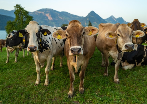 Kuhherde Kuh auf der Almwiese Rinder auf der grünen Wiese Kuh auf der Wiese Weide für Rinderkuh in der