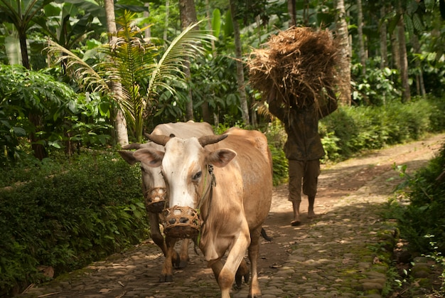 Kuhhirten in Indonesien