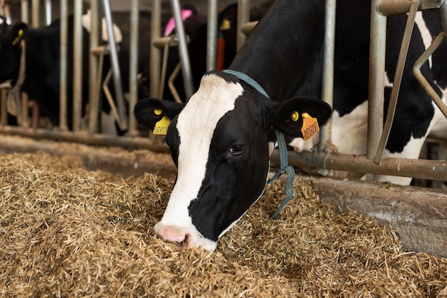 Kuhkälber in einem Stall essen Lebensmittel auf einem Milchviehbetrieb Landwirtschaft Vieh