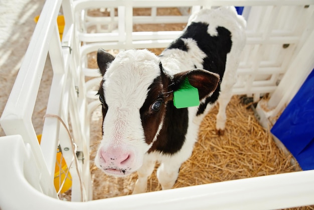 Kuhmilch Industrielle automatisierte Farm Kühe auf der Koppel mit Tags an den Ohren fressen Heu und ruhen sich aus der Nähe aus