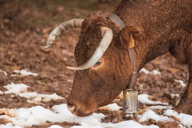 Kuhporträt auf Winterweide