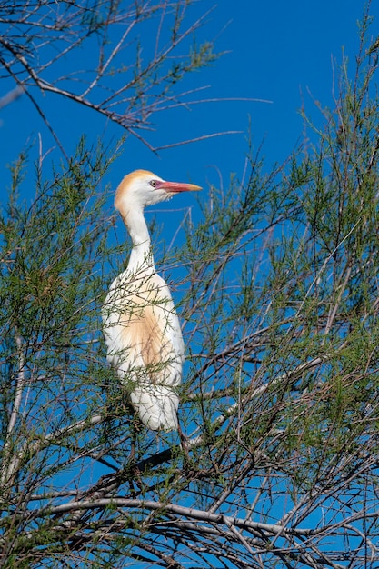 Kuhreiher (Bubulcus ibis) Malaga, Spanien