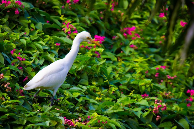 Kuhreiher oder bekannt als Bubulcus Ibis Steht fest in der Nähe der Pflanzen für Insekten und Schädlinge