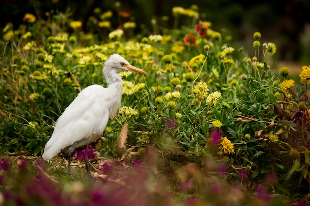 Kuhreiher oder Bubulcus Ibis in seiner natürlichen Umgebung im öffentlichen Park in Hyderabad Indien