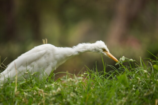 Kuhreiher oder Bubulcus Ibis in seiner natürlichen Umgebung im öffentlichen Park in Hyderabad Indien