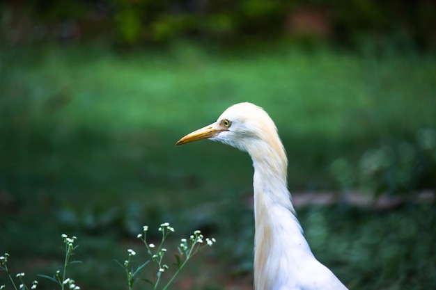 Kuhreiher oder Reiher bekannt als Bubulcus Ibis Stehend fest in der Nähe der Pflanzen für Insekten und Schädlinge