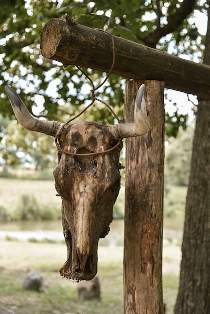 Kuhschädel auf einem Baum, Wald, Ritual