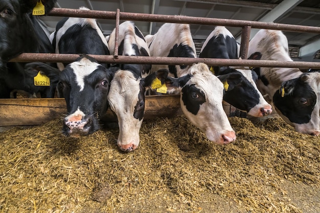 Kuhstall Vieh Kuhfarm Herde von schwarz-weißen Kühen schauen mit Interesse auf die Kamera Zuchtkühe in freier Tierhaltung