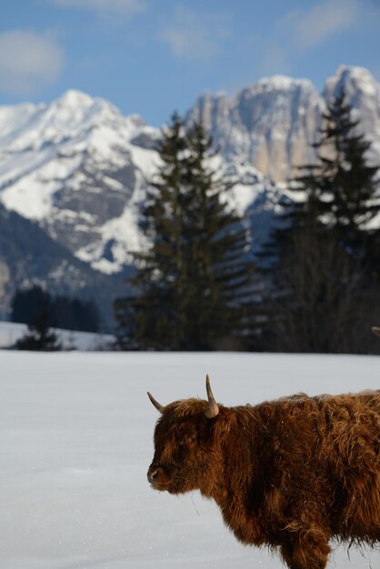 Kuhtier im Winter