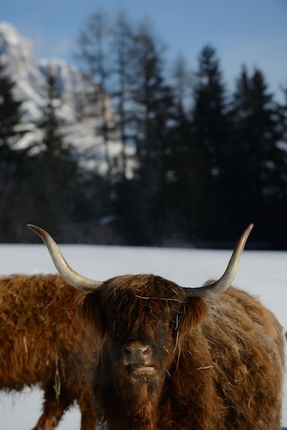 Foto kuhtier im winter