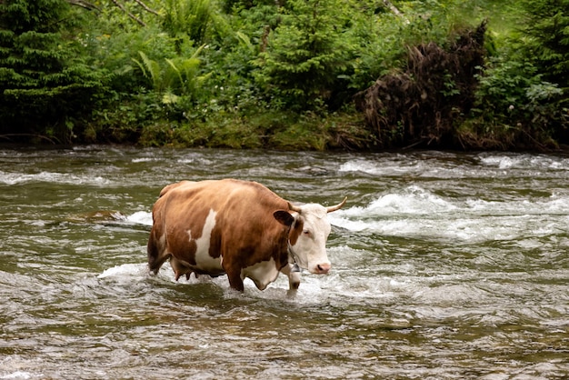 Kuhtränken im Fluss. Tierfotografie