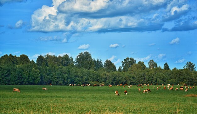 Kuhweide auf einer grünen Wiese