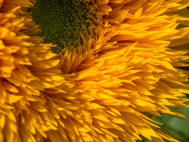 Kultivierte Hybird-Sonnenblume, die in einem Garten in Kent wächst