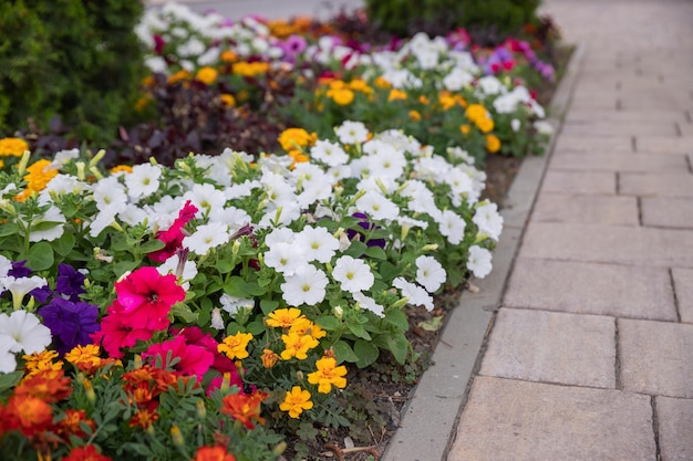 Kultiviertes Feld mit vielen orangefarbenen, gelben und weißen Petunienblumen Blumenhintergrund oder TapetengartendesignMehrfarbige Petunienblumen auf einem Blumenbeet im Sommer