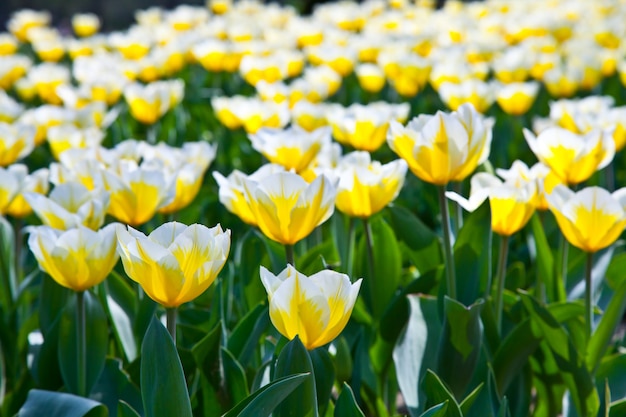 Kultivierung von Darwin Hybrid Tulip Jaap Groot: gelbe und weiße zweifarbige, mehrjährige Gruppe