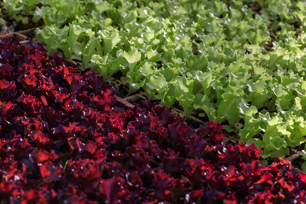 Kultur des Bio-Salats in Gewächshäusern