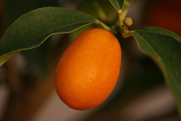 Kumquat-Früchte warten darauf, gepflückt zu werden