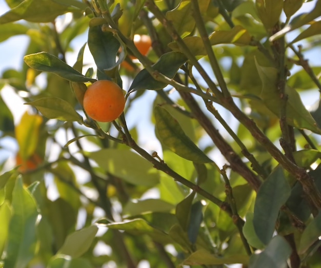 Kumquat in der Pflanze