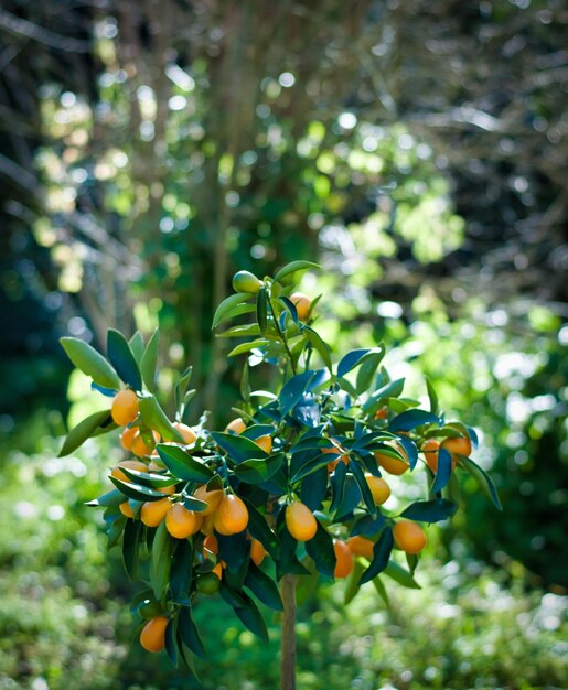 Kumquat-Pflanze in einem Garten