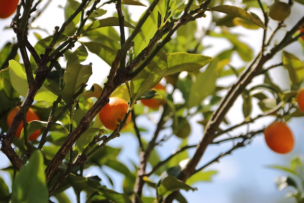 kumquat en la planta