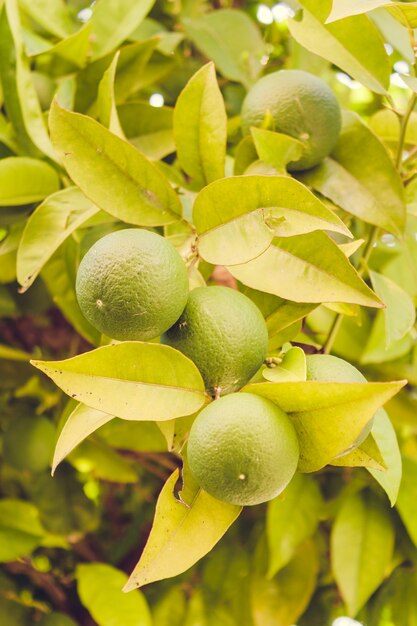 Kumquatfrucht auf einem Baum unter grünem Laub