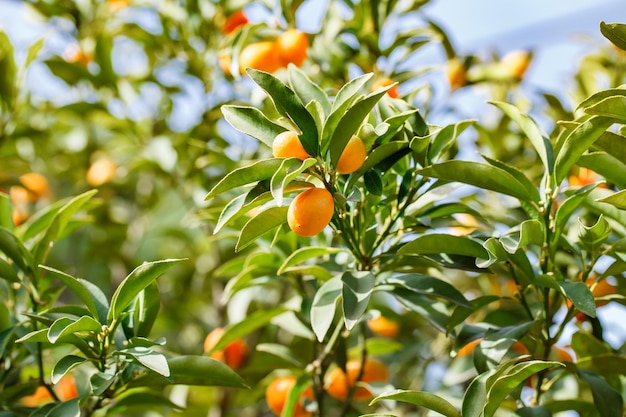 Los kumquats crecen y maduran en las ramas del árbol entre hojas verdes